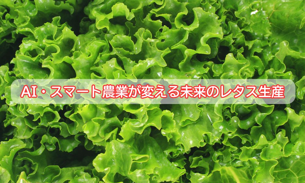 夏の長野県産レタスの日